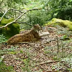 Lejlighed Geyersberg Inklusive Aktivcard Bayerischer Wald *